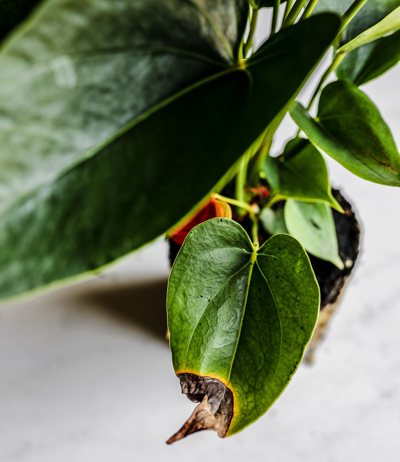 Brown Leaves on My Anthurium
